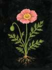 Vintage Poppy Art Print