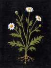 Vintage Chamomile Art Deco Print