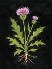 Vintage Thistle Art Print