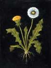 Vintage Dandelion Art Print