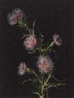 Study of Thistles Art Deco Print