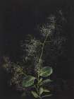 Study of Tufted Hairgrass Art Deco Print