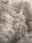 Elder Tree Art Print