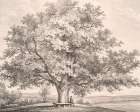 Queen Charlottes Tree Windsor Forest Art Print