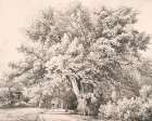 A Lime Tree Art Print
