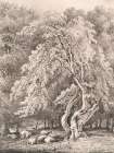 Hazel Nut Tree in Holme Park Art Print