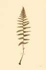 Eastdown Fern I Art Print