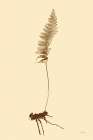Eastdown Fern II Minimalist Print