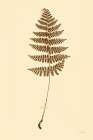 Eastdown Fern III Art Deco Print