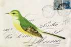 Yellow Wagtail Art Print