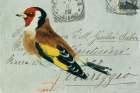 Goldfinch Art Deco Print