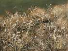 Thistles Green Art Print