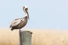 Brown Pelican Art Print