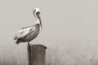 Brown Pelican Sepia Art Print