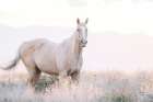 Colorado Open Range Art Print