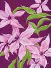 Climbing Clematis Art Print