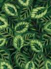 My Maranta Art Print
