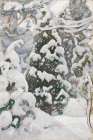 Juniper Tree In The Snow Art Print