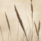 Whispering Rushes II Art Print