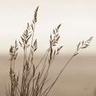Sepia Wheat Art Print