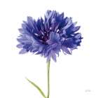 Cornflower Art Print