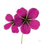 Campion Art Print