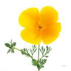 California Poppy Art Print