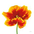 Orange Tulip Art Print