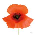 Simple Wild Poppy Art Print