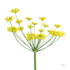 Fennel Art Print