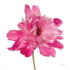 Simple Peony Art Print
