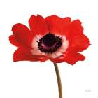 Simple Poppy Art Print