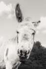 Donkey Face I Art Print