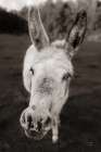 Donkey Face II Art Print