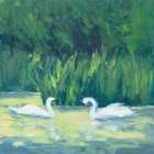 Swimming Together Art Print