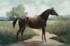 Equine Beauty I Art Print