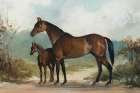 Equine Beauty II Art Print