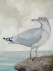 Coastal Bird II Art Print
