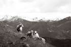 Wanaka Sheep I Art Print