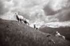 Wanaka Sheep II Art Print