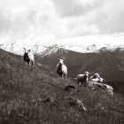 Wanaka Sheep III Art Print