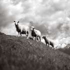 Wanaka Sheep IV Art Print
