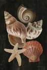 Nautical Shell Toss I Art Print