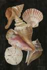 Nautical Shell Toss II Art Print