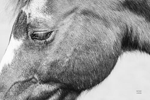 Gentle Equine Bw Art Print by Nathan Larson