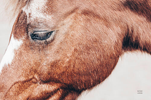 Gentle Equine Art Print by Nathan Larson