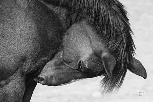 Warm Western Bw Art Print