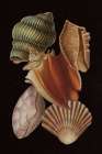 Vintage Shell Toss I Art Print