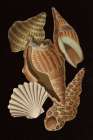 Vintage Shell Toss II Art Print