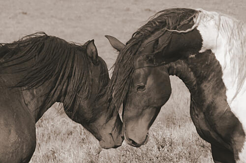 Love on the Plains Art Print